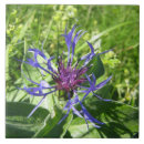 Zoek naar muurschildering tegels Bloem