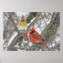 Zoek naar cardinal bird kunst Birds