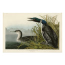 Zoek naar duikers posters Illustratie