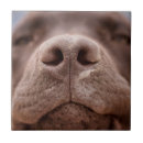 Zoek naar hond tegels Glimlach