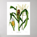 Zoek naar botanische druk posters Plantaardig