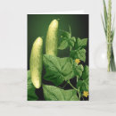 Zoek naar komkommer kaarten Tuin
