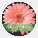 Zoek naar gerber stickers Gerbera daisy