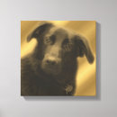 Zoek naar zwart labrador kunst Fotografie