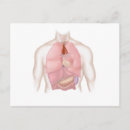 Zoek naar aorta briefkaarten Fysiologie