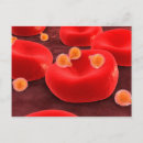 Zoek naar hematologie posters Celbiologie