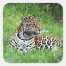 Zoek naar jaguar dier stickers Jaguars
