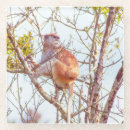 Zoek naar structuur onderzetters Boom