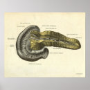 Zoek naar pancréas posters Anatomie