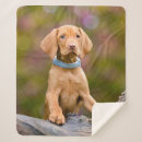 Zoek naar vizsla dekens Puppy