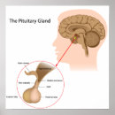 Zoek naar hormonen posters Gezondheid