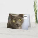 Zoek naar russische kaarten Katten