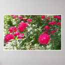 Zoek naar fushia posters Bloemen