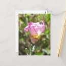 Zoek naar groene kever briefkaarten Kevers