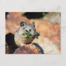 Zoek naar muis briefkaarten Bos