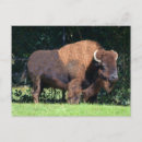 Zoek naar bison briefkaarten Oklahoma