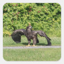 Zoek naar roofdieren stickers Raptor