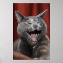 Zoek naar katten afbeeldingen posters Kattenliefhebber