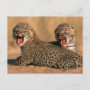 Zoek naar pardus briefkaarten Carnivore