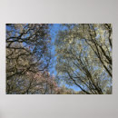 Zoek naar boom bloesem posters Natuur