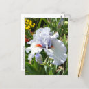 Zoek naar lavendel briefkaarten Vakantie