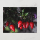 Zoek naar salsa briefkaarten Hete peper