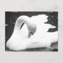Zoek naar witte zwaan briefkaarten Foto