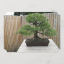 Zoek naar bonsai boom posters Dennen