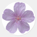 Zoek naar geranium stickers Paars