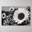 Zoek naar bloemen afbeeldingen posters Zonnebloem