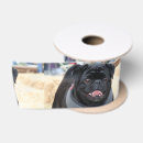 Zoek naar honden lint Dier