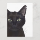 Zoek naar zwarte katten briefkaarten Dierenvrienden