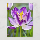 Zoek naar tulp briefkaarten Elk persoon