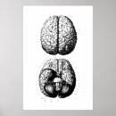 Zoek naar anatomie hersenen posters Illustratie