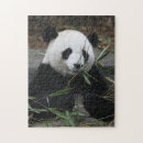 Zoek naar bamboe puzzels Panda