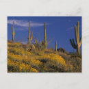 Zoek naar pipe organ briefkaarten Arizona