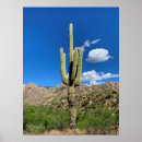 Zoek naar saguaro cactus posters Foto