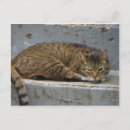 Zoek naar relax briefkaarten Dier