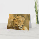 Zoek naar leeuw welp briefkaarten Dieren