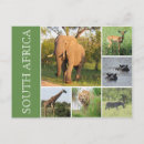 Zoek naar kruger briefkaarten Olifant