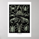 Zoek naar schaaldieren posters Krab