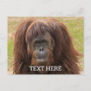 Zoek naar grote aap briefkaarten Wilde dieren