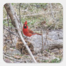 Zoek naar mannetjes stickers Natuur