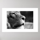 Zoek naar zwarte witte leeuw posters Wilde dieren