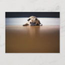 Zoek naar rimpels briefkaarten Hond