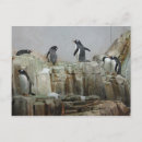 Zoek naar pinguïn briefkaarten Dier
