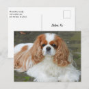 Zoek naar cavalier king charles spaniel briefkaarten Natuur