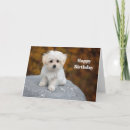 Zoek naar maltese verjaardagskaarten Hond