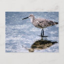 Zoek naar strandloper briefkaarten Natuur