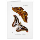 Zoek naar lepidoptera briefkaarten Wild